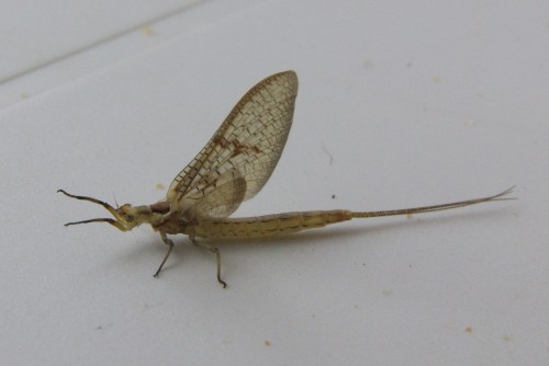 Ephemera danica - Grande Mouche de mai - Brenne08.jpg